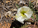 %_tempFileName2015-04-20_01_Angels_Landing_Trail-4200900%