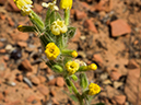 %_tempFileName2015-04-20_01_Angels_Landing_Trail-4200918%