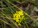 %_tempFileName2015-04-22_01_Middle_Fork_of_Taylor_Creek-4221123%