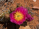 %_tempFileName2015-04-23_03_Kanab_Cottonwood_Trail-4231196%