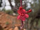 %_tempFileName2015-04-23_03_Kanab_Cottonwood_Trail-4231200%