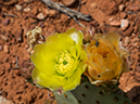 %_tempFileName2015-04-23_03_Kanab_Cottonwood_Trail-4231211%