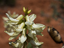 %_tempFileName2015-04-23_03_Kanab_Cottonwood_Trail-4231231%