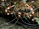 %_tempFileName2015-05-06_01_Coconut-5060402%