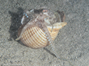 %_tempFileName2015-05-08_04_Pier-5080979%