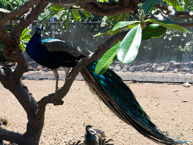 %_tempFileName2015-05-17_03_Pua_Mau_Place_Botanical_gardens-5181788%