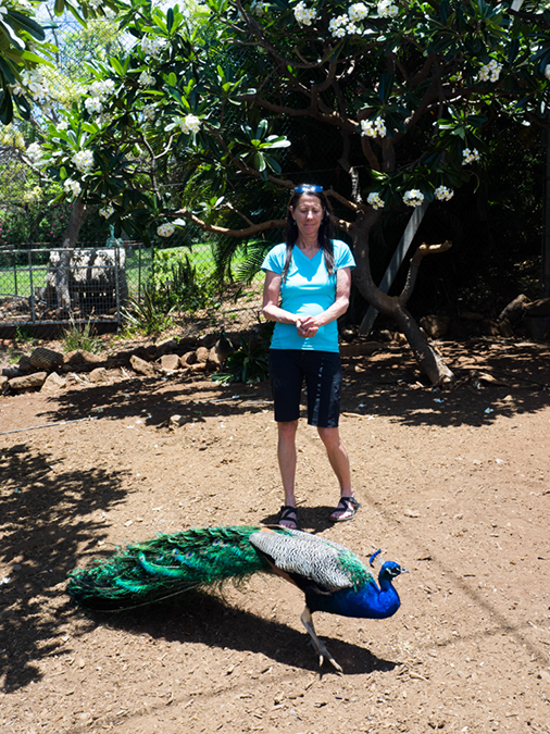 %_tempFileName2015-05-17_03_Pua_Mau_Place_Botanical_gardens-5181793%