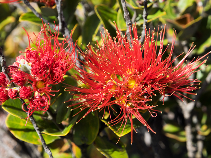 %_tempFileName2015-05-18_01_Volcano_National_Park-5181809%