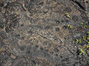 %_tempFileName2015-05-20_03_Puu_Loa_Petroglyphs_Volcano_National_Park-5201936%