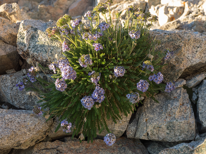 %_tempFileName2015-08-04_01_Mount_Whitney-8043409%