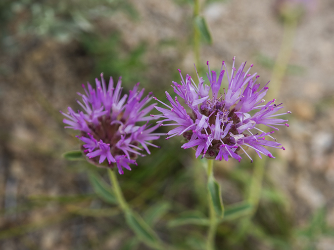 %_tempFileName2015-08-06_01_Boundary_Peak-8062072%