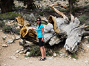 %_tempFileName2015-08-05_02_Ancient_Bristlecone_Pine_Forest-8053492%