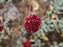 %_tempFileName2015-08-05_02_Ancient_Bristlecone_Pine_Forest-8053498%