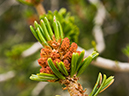 %_tempFileName2015-08-05_02_Ancient_Bristlecone_Pine_Forest-8053502%