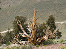 %_tempFileName2015-08-05_02_Ancient_Bristlecone_Pine_Forest-8053514%