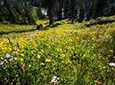 %_tempFileName2015-08-09_01_Medicine_Bow_Peak-8092151%