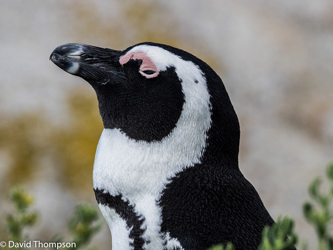 %_tempFileName2015-12_24_02_Boulder_Beach-240212%