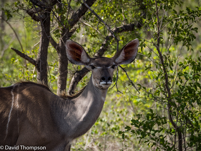 %_tempFileName2015-12_18_02_Kruger_Arrival-181601%