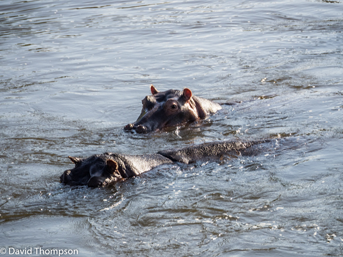 %_tempFileName2015-12_18_03_Kruger_Afternoon_Game_Drive-181608%