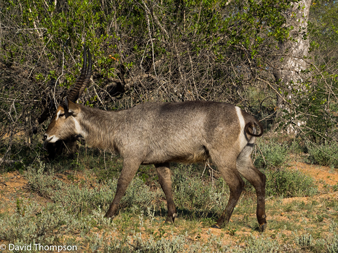 %_tempFileName2015-12_18_03_Kruger_Afternoon_Game_Drive-181630%