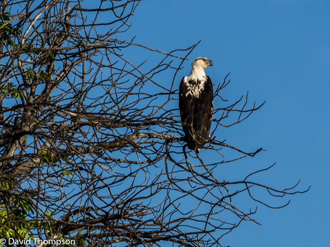 %_tempFileName2015-12_18_03_Kruger_Afternoon_Game_Drive-181649%