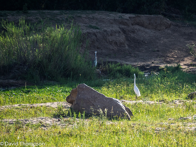 %_tempFileName2015-12_18_03_Kruger_Afternoon_Game_Drive-181664%