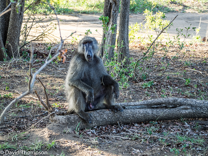 %_tempFileName2015-12_18_03_Kruger_Afternoon_Game_Drive-181688%