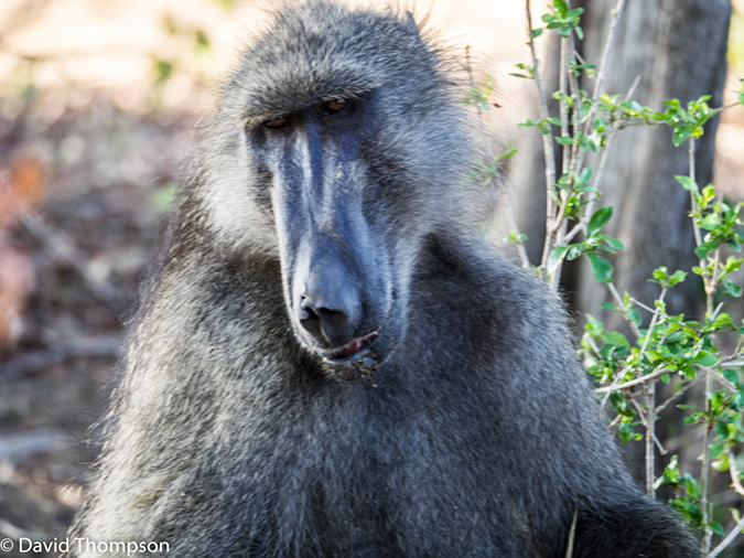 %_tempFileName2015-12_18_03_Kruger_Afternoon_Game_Drive-181694%
