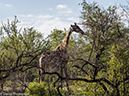 %_tempFileName2015-12_18_03_Kruger_Afternoon_Game_Drive-181620%
