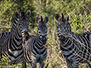 %_tempFileName2015-12_18_03_Kruger_Afternoon_Game_Drive-181625%