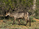 %_tempFileName2015-12_18_03_Kruger_Afternoon_Game_Drive-181630%