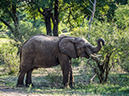 %_tempFileName2015-12_18_03_Kruger_Afternoon_Game_Drive-181639%