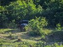 %_tempFileName2015-12_18_03_Kruger_Afternoon_Game_Drive-181666%