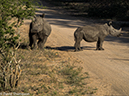 %_tempFileName2015-12_18_03_Kruger_Afternoon_Game_Drive-181673%