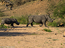 %_tempFileName2015-12_18_03_Kruger_Afternoon_Game_Drive-181678%