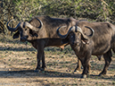 %_tempFileName2015-12_18_03_Kruger_Afternoon_Game_Drive-181696%