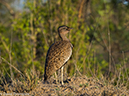 %_tempFileName2015-12_19_02_Kruger_Morning_Game_Drive-191730%