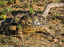 %_tempFileName2015-12_19_02_Kruger_Morning_Game_Drive-191744%