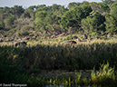 %_tempFileName2015-12_19_02_Kruger_Morning_Game_Drive-191749%