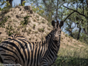 %_tempFileName2015-12_19_02_Kruger_Morning_Game_Drive-191811%