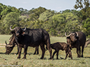 %_tempFileName2015-12_19_04_Kruger_Afternoon_Game_Drive-191850%