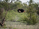 %_tempFileName2015-12_19_04_Kruger_Afternoon_Game_Drive-191880%