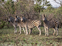%_tempFileName2015-12_19_04_Kruger_Afternoon_Game_Drive-191888%