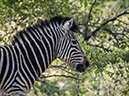 %_tempFileName2015-12_20_03_Kruger_Afternoon_Game_Drive-201969%