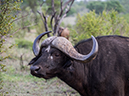 %_tempFileName2015-12_20_03_Kruger_Afternoon_Game_Drive-201993%
