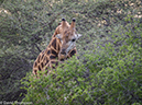 %_tempFileName2015-12_20_03_Kruger_Afternoon_Game_Drive-202001%