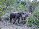 %_tempFileName2015-12_20_03_Kruger_Afternoon_Game_Drive-202015%