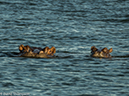 %_tempFileName2015-12_14_03_Zambezi_River_Cruise-141200%