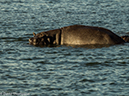 %_tempFileName2015-12_14_03_Zambezi_River_Cruise-141215%