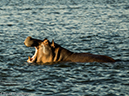 %_tempFileName2015-12_14_03_Zambezi_River_Cruise-141228%